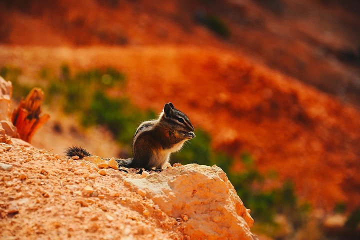 4-Day Grand Canyon, Lower Antelope Canyon and Bryce Canyon Tour, photo 8 of 10